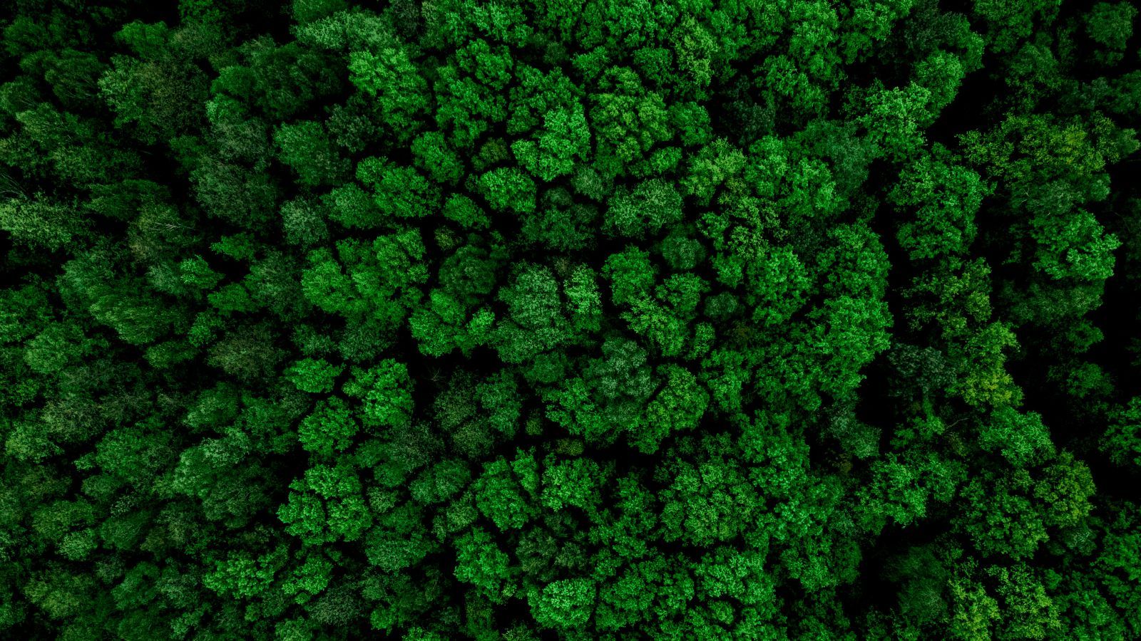 Foto: ©marcin jucha – stock.adobe.com Das Foto zeigt einen Wald von oben.